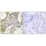 IARS2 Antibody in Immunohistochemistry (Paraffin) (IHC (P))