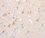 PCDHB16 Antibody in Immunohistochemistry (Paraffin) (IHC (P))