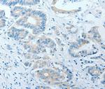 AKAP7 Antibody in Immunohistochemistry (Paraffin) (IHC (P))