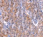 ADM2 Antibody in Immunohistochemistry (Paraffin) (IHC (P))