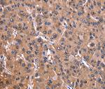 ADM2 Antibody in Immunohistochemistry (Paraffin) (IHC (P))