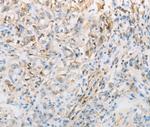 CNP Antibody in Immunohistochemistry (Paraffin) (IHC (P))