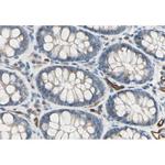 CD93 Antibody in Immunohistochemistry (Paraffin) (IHC (P))