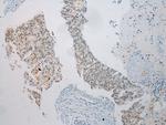 UTS2B Antibody in Immunohistochemistry (Paraffin) (IHC (P))