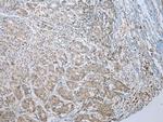 MLLT11 Antibody in Immunohistochemistry (Paraffin) (IHC (P))