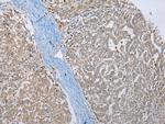 MLLT11 Antibody in Immunohistochemistry (Paraffin) (IHC (P))