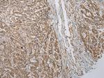 TBCA Antibody in Immunohistochemistry (Paraffin) (IHC (P))