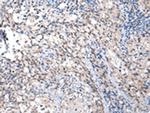 MMGT1 Antibody in Immunohistochemistry (Paraffin) (IHC (P))