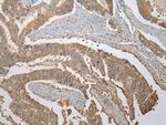 ATXN7L3 Antibody in Immunohistochemistry (Paraffin) (IHC (P))