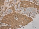 CYP20A1 Antibody in Immunohistochemistry (Paraffin) (IHC (P))