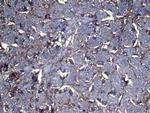 NNMT Antibody in Immunohistochemistry (Paraffin) (IHC (P))