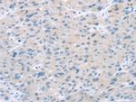 EI24 Antibody in Immunohistochemistry (Paraffin) (IHC (P))