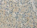 WRCH1 Antibody in Immunohistochemistry (Paraffin) (IHC (P))