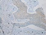 ZFP30 Antibody in Immunohistochemistry (Paraffin) (IHC (P))