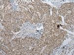 PPIL1 Antibody in Immunohistochemistry (Paraffin) (IHC (P))