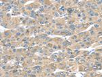 TMED2 Antibody in Immunohistochemistry (Paraffin) (IHC (P))