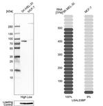 LGALS3BP Antibody