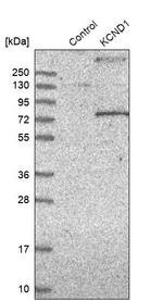 KV4.1 (KCND1) Antibody in Western Blot (WB)