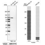 PLOD3 Antibody