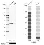 Ymer Antibody