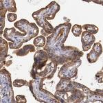 Syntaxin 3 Antibody in Immunohistochemistry (IHC)