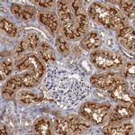 Syntaxin 3 Antibody in Immunohistochemistry (IHC)