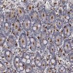 Syntaxin 3 Antibody in Immunohistochemistry (IHC)