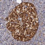 Syntaxin 3 Antibody in Immunohistochemistry (IHC)