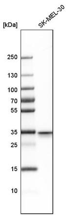 Syntaxin 3 Antibody in Western Blot (WB)