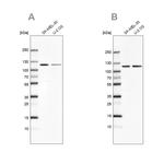 LONP1 Antibody in Western Blot (WB)