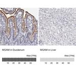 MGAM Antibody