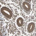 eIF1AX Antibody in Immunohistochemistry (IHC)