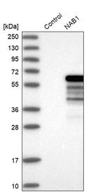 NAB1 Antibody in Western Blot (WB)