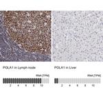 POLA1 Antibody