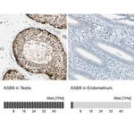 ASB9 Antibody in Immunohistochemistry (IHC)