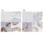 ASB9 Antibody in Immunohistochemistry (IHC)