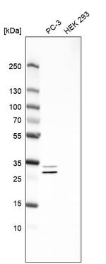 ASB9 Antibody in Western Blot (WB)