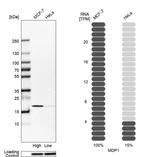 MDP1 Antibody