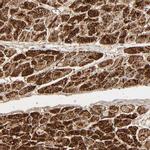 COX6B1 Antibody in Immunohistochemistry (IHC)