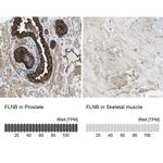 Filamin B Antibody in Immunohistochemistry (IHC)