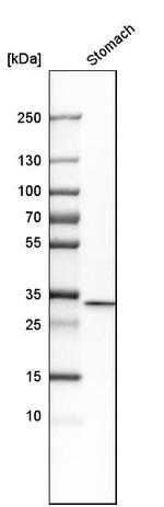 Annexin A10 Antibody in Western Blot (WB)