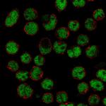 ZHX2 Antibody in Immunocytochemistry (ICC/IF)