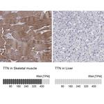Titin Antibody in Immunohistochemistry (IHC)