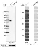 LSR Antibody