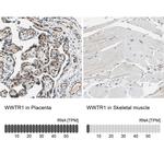 WWTR1 Antibody