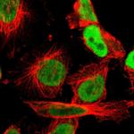 ILF2 Antibody in Immunocytochemistry (ICC/IF)