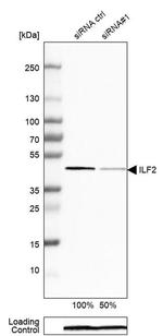 ILF2 Antibody