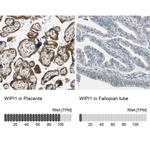 WIPI1 Antibody