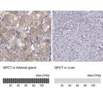 QPCT Antibody