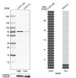 DMPK Antibody